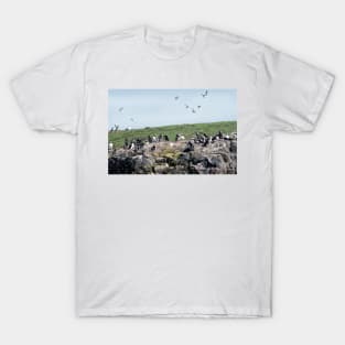 Puffins colony on the Farne islands, Northumberland, UK T-Shirt